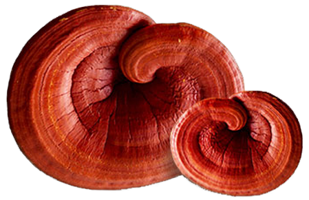 Reishi Mushroom: Benefits, Uses, and Side Effects