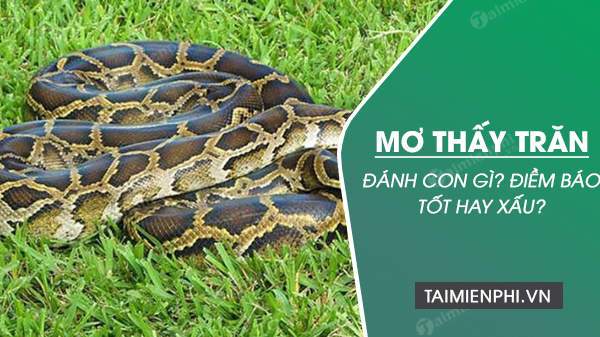 Nằm mơ bắt được con trăn báo hiệu điều gì? Gallery 2