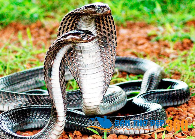 Nằm Mơ Bắt Được Rắn Hổ Mang: Điềm Báo Giàu Sang Hay Tai Ương?