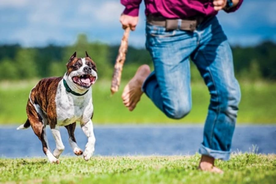 Nằm Mơ Bị Chó Dí: Giải Mã Giấc Mơ Và Ý Nghĩa