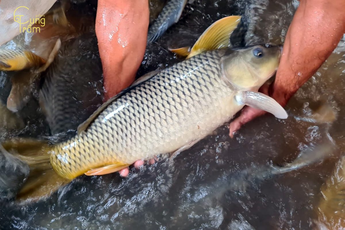 Nằm mơ câu được cá rô phi đánh con gì?