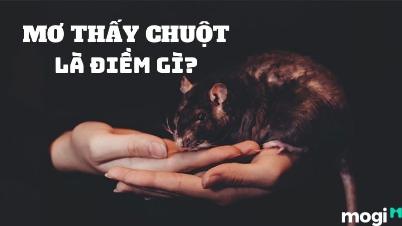 Nằm Mơ Thấy 2 Con Chuột Là Điềm Gì? Giải Mã Giấc Mơ Chuột Chính Xác Gallery 2