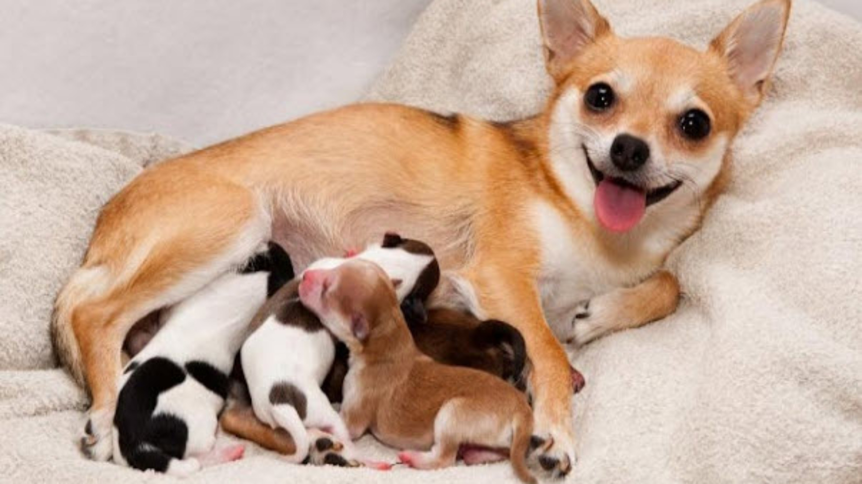 Nằm Mơ Thấy Chó Đẻ: Điềm Báo Giàu Sang Hay Xui Xẻo?