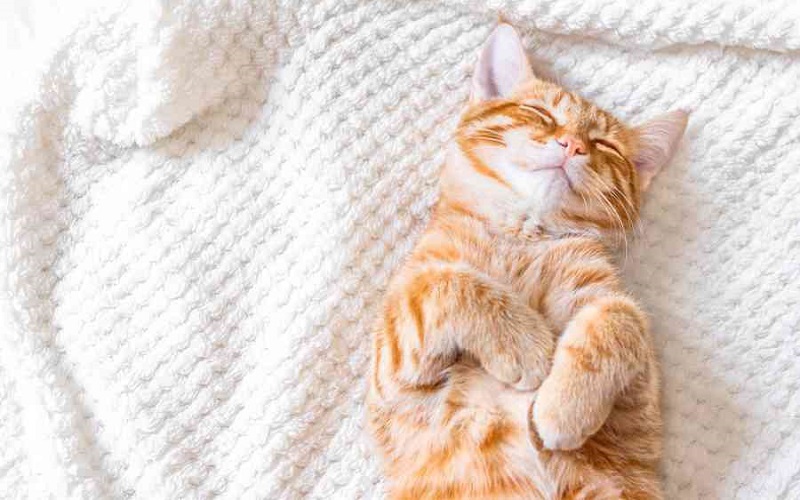 Nằm Mơ Thấy Mèo Vàng: Điềm Báo May Mắn Hay Xui Xẻo?