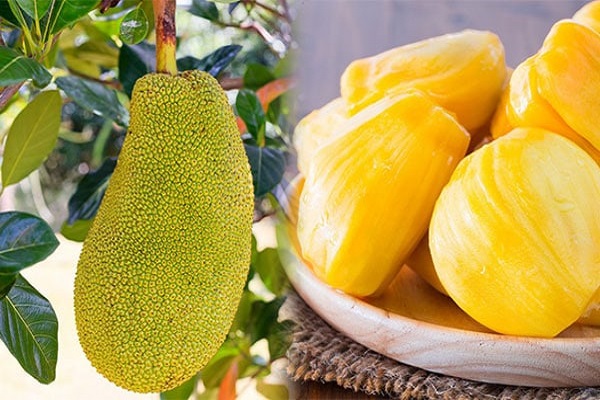 Nằm Mơ Thấy Mít Chín: Điềm Báo Giàu Sang Hay Khó Khăn?