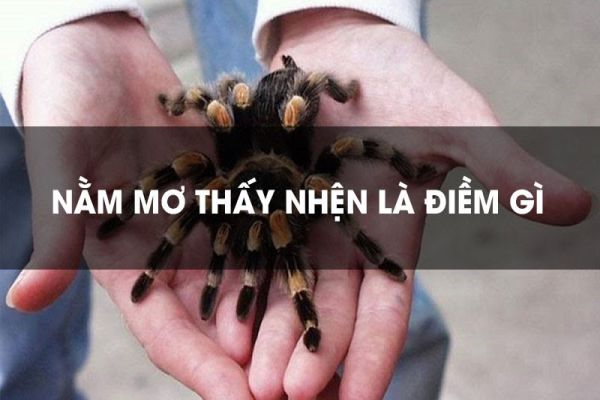 Nằm Mơ Thấy Nhện: Điềm Báo Hay Cảnh Báo?