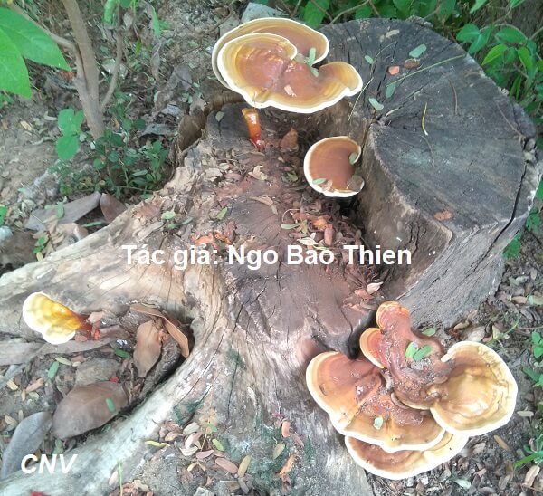 Nấm mọc trên cây mít ăn được không?