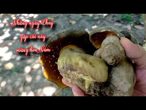 Nấm Xoài Có Ăn Được Không?