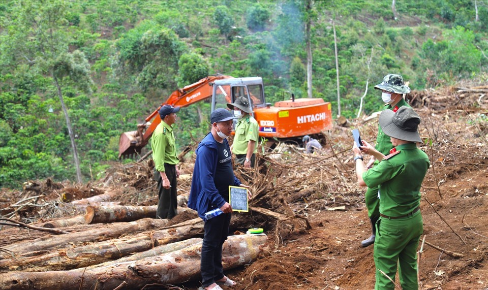 Nạn Phá Rừng Ở Việt Nam: Nguyên Nhân, Hậu Quả và Giải Pháp
