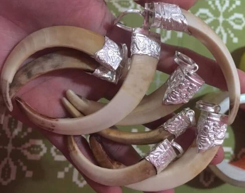Nanh Lợn Rừng Bọc Bạc