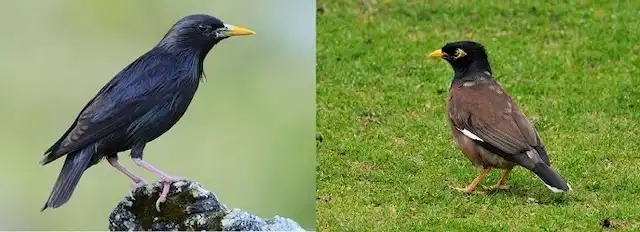 Nên Nuôi Sáo Nâu Hay Sáo Đen?