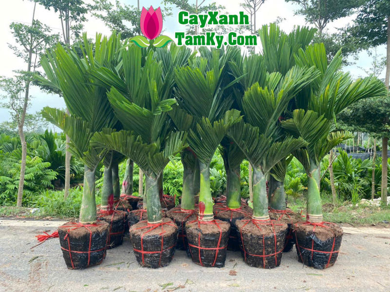 Nên Trồng Cau Lùn Hay Cau Cao?