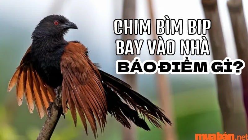 Con Bìm Bịp Số Mấy? Gallery 2
