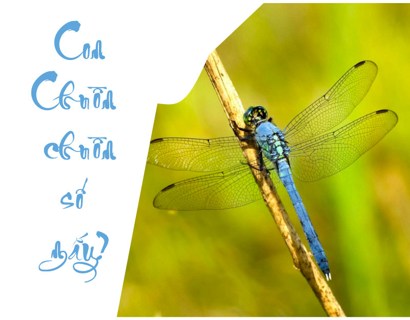 Con chuồn chuồn đánh số mấy? Gallery 2