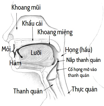 Ngạc Cứng Là Gì?