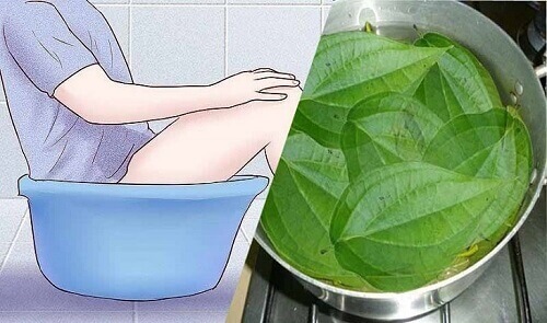 Ngâm Lá Trầu Không Có Tác Dụng Gì?