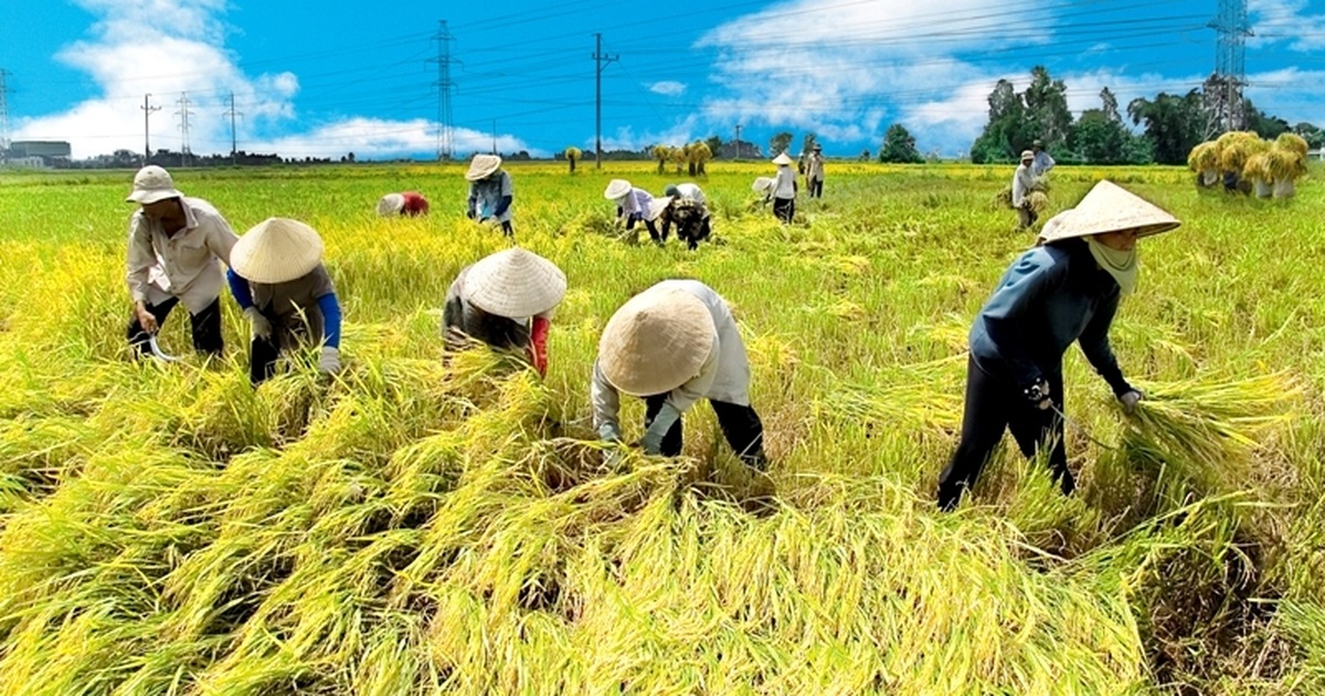 Nghề Làm Ruộng Hay Nông Dân: Khó Khăn Và Phấn Đấu