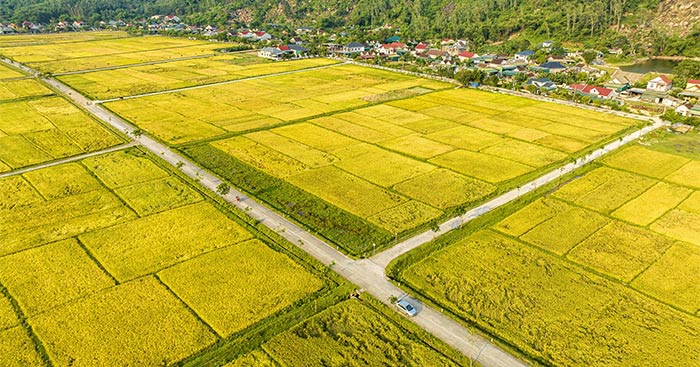 Phân tích Cánh đồng của Ngân Hoa Gallery 2