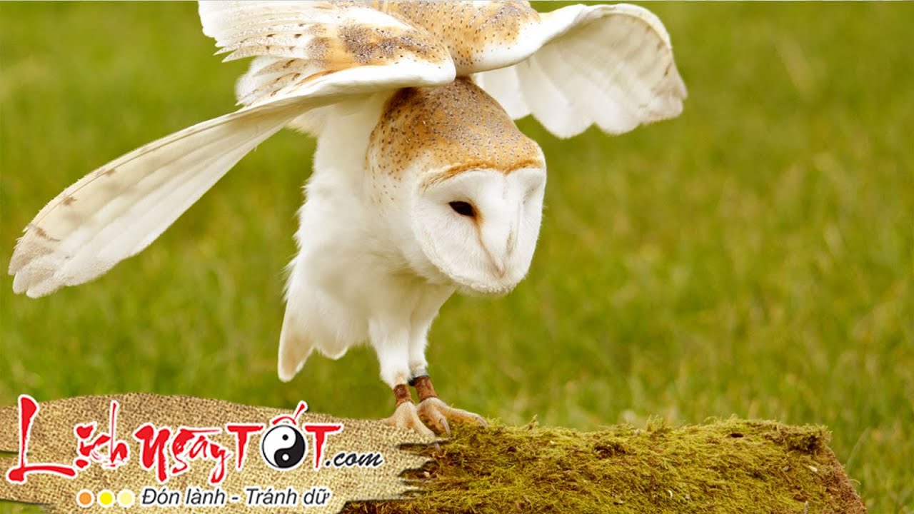 Nghe Tiếng Chim Lợn Kêu Báo Hiệu Điều Gì?