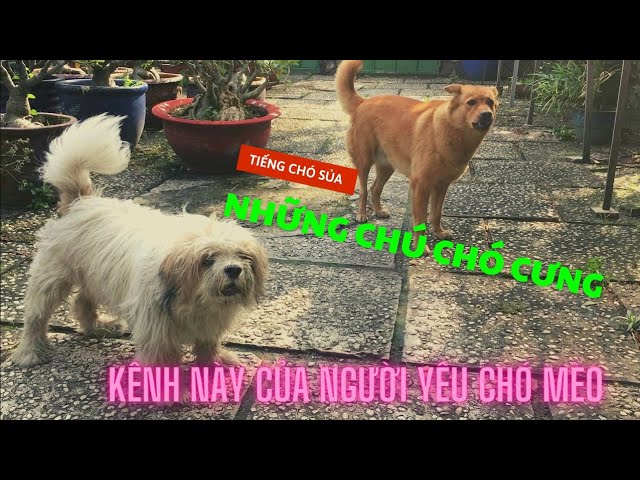 Nghe Tiếng Chó Sủa: Nguyên Nhân Và Cách Xử Lý