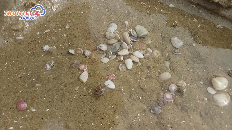 Nghêu sống ở đâu?
