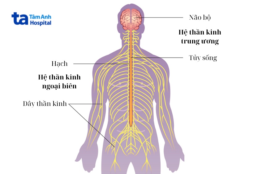 Ngoại biên là gì?