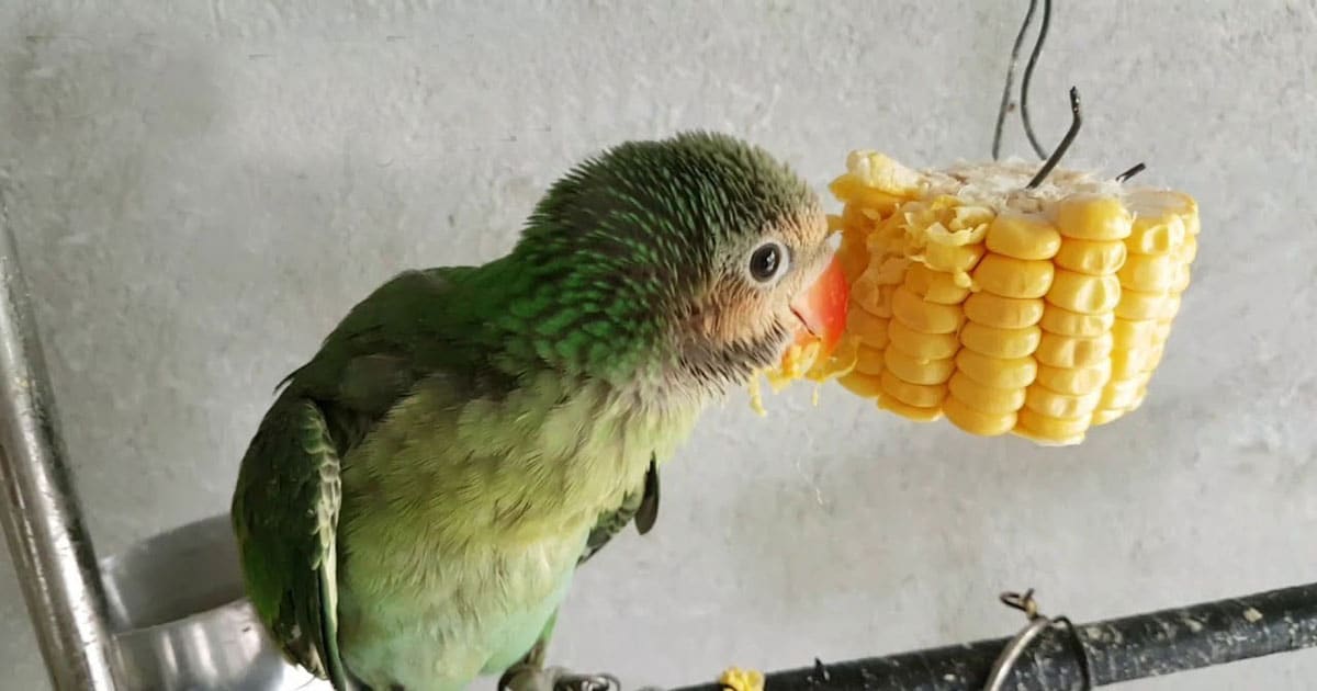 Cho Vẹt Ăn Gì Để Nhanh Biết Nói? Gallery 2