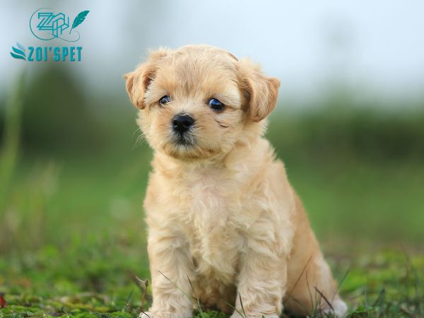 Chó Phốc Sóc Lai Poodle: Thông tin đầy đủ về giống chó đáng yêu này Gallery 1