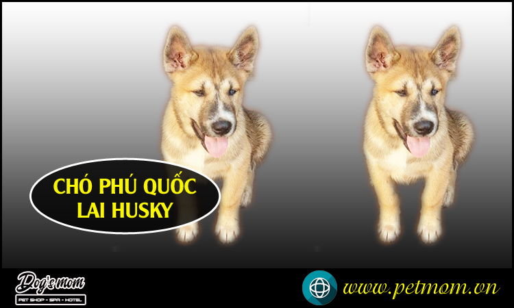 Chó Phú Quốc Lai Nhật Gallery 1