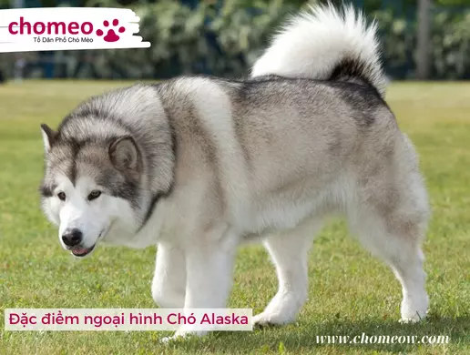 Tả Con Chó Alaska Lớp 4 Gallery 1