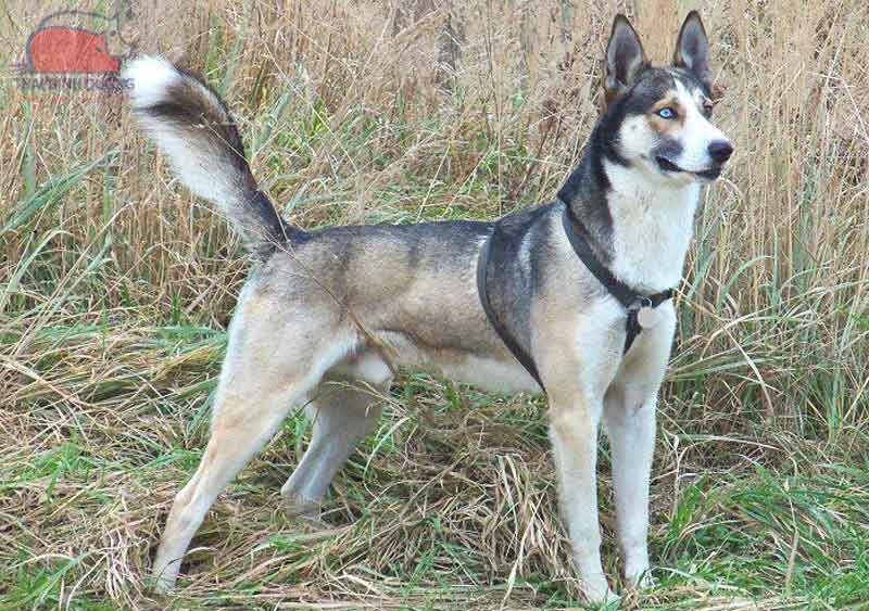 Husky Lai Chó Cỏ Gallery 1
