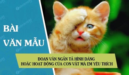 Con Mèo Của Tôi Gallery 1