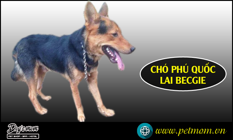 Chó Becgie Lai Phú Quốc: Thông Tin Chi Tiết & Hướng Dẫn Chăm Sóc Gallery 1