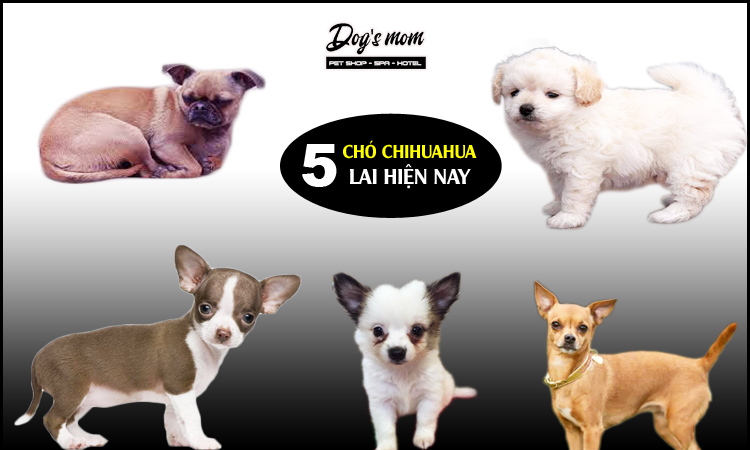 Chó Phốc Lai Chihuahua: Thông Tin Chi Tiết & Hướng Dẫn Chăm Sóc Gallery 1