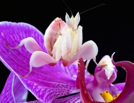 Bọ Ngựa Phong Lan: Ngoại Hình, Đặc Điểm, Môi Trường Sống và Cách Nuôi Gallery 1