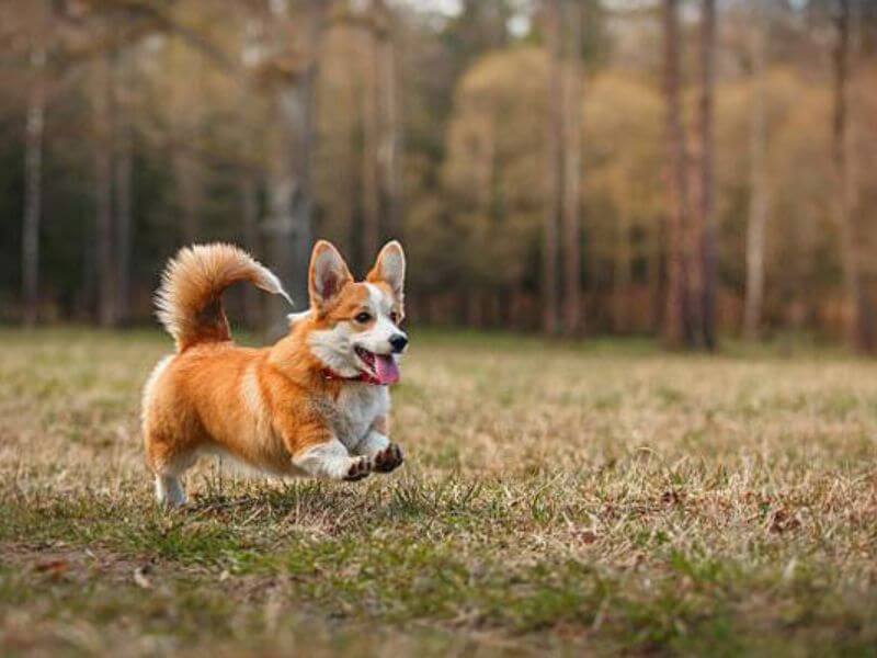 Chó Nhật Lai Corgi: Thông Tin Chi Tiết và Hướng Dẫn Chăm Sóc Gallery 1