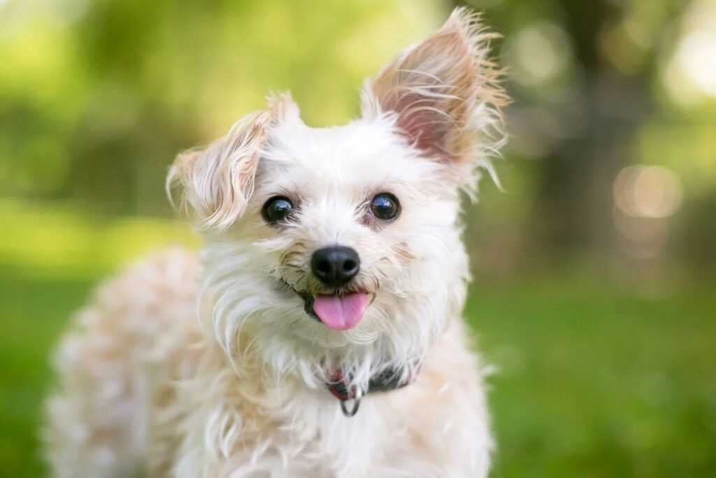 Chó Chihuahua lai Poodle Gallery 1