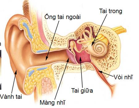 Ngoáy Tai Đúng Cách