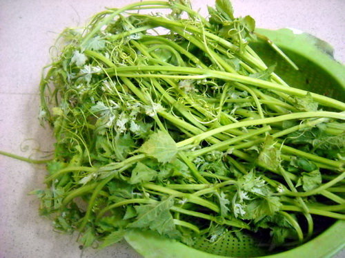 Ngọn Mướp Có Ăn Được Không?