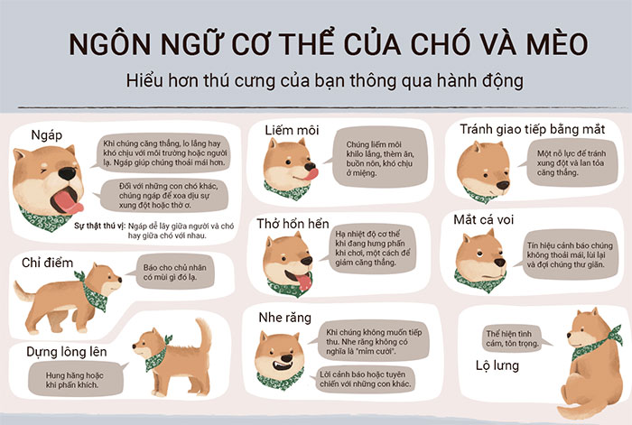 Cách Hiểu Tiếng Chó Gallery 1