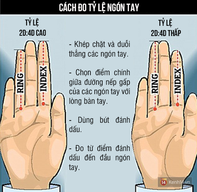 Ngón Tay Bao Nhiêu Cm Là Dài?