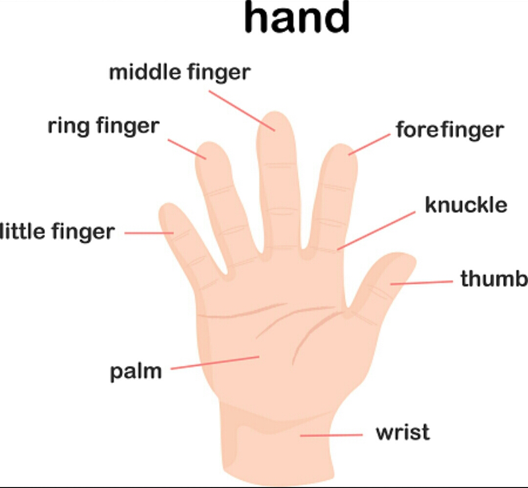 Index Finger in English