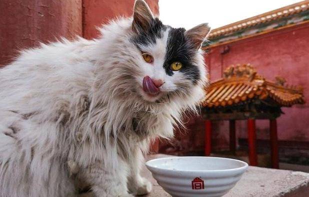 Ngự Miêu Là Gì?