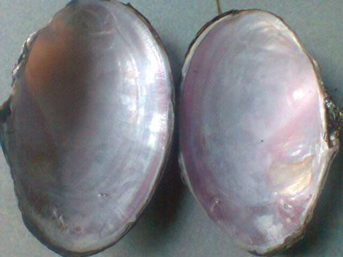 Ngủ mơ bắt được con chai chai
