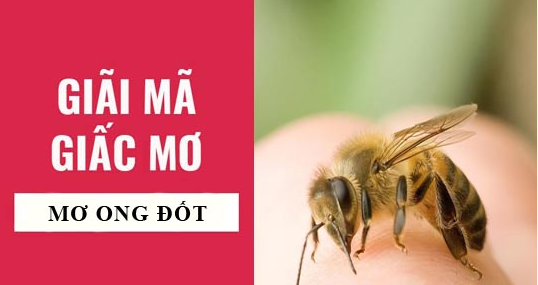 Ngủ mơ bị ong đốt là điềm gì? Giải mã giấc mơ thấy ong đốt