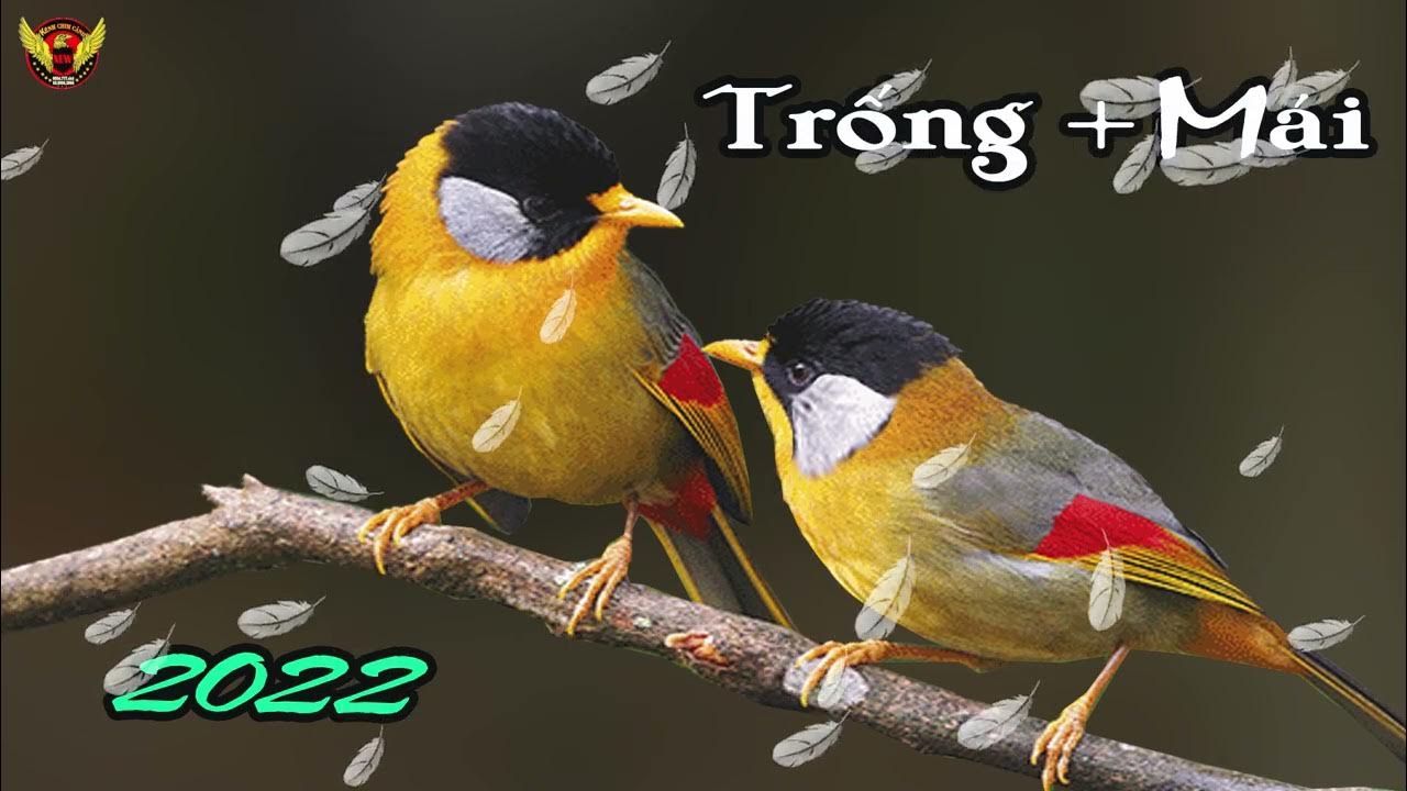 Ngũ Sắc Gọi Bầy