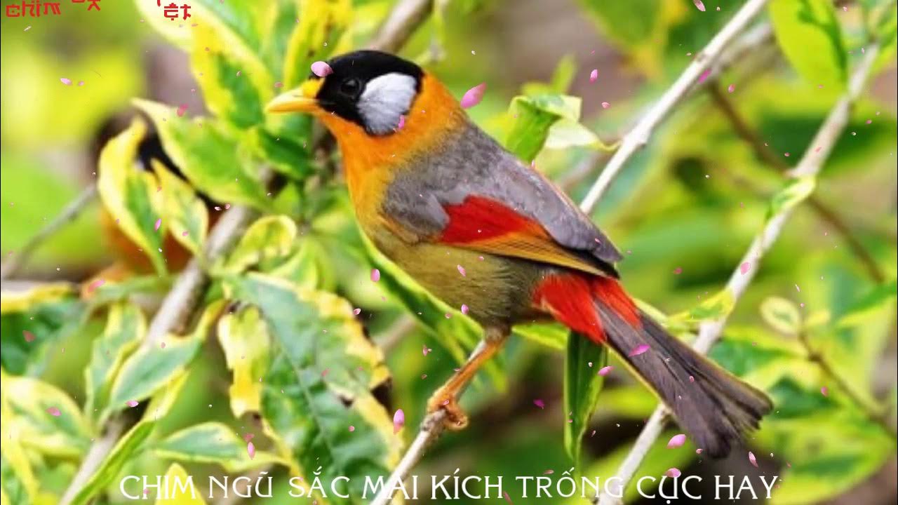Ngũ Sắc Mái Kích Trống