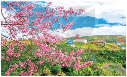 7 Bản Tin Về Hoa Anh Đào