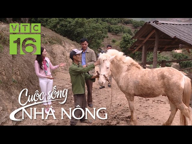 Ngựa Chơi Người Ta
