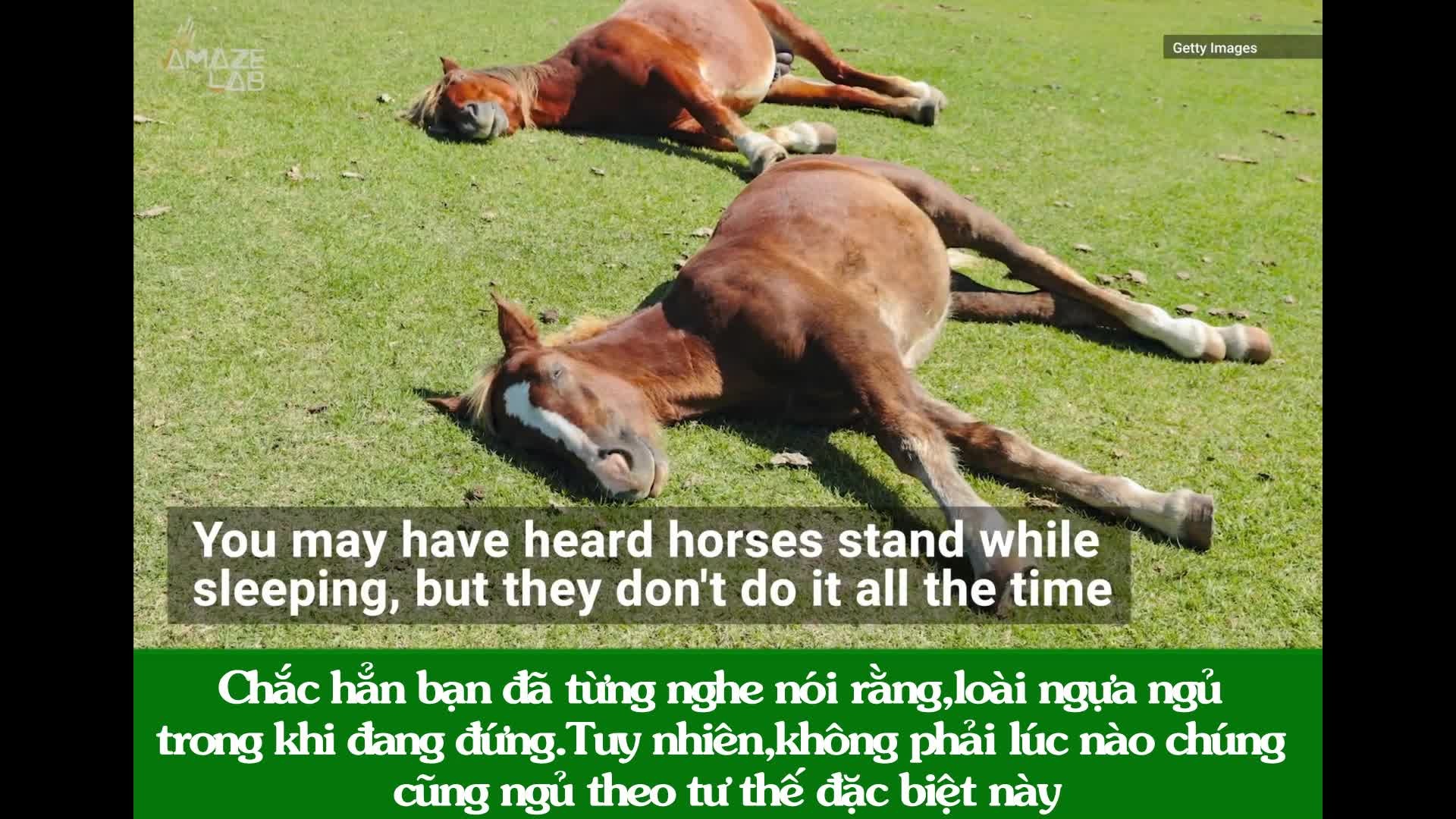Ngựa ngủ đứng hay nằm? Gallery 2